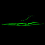 Collar Fluorescente con Cadena SENS Verde Neón