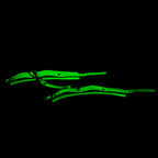 Esposas Fluorescentes SENS Verde Neón